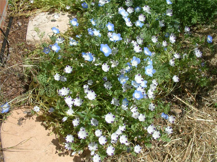 Plant photo of: Nemophila maculata