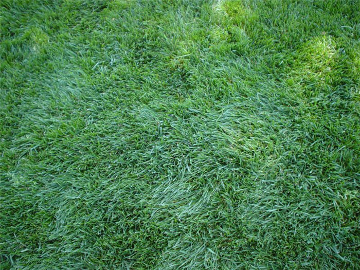 Tall Fescue, Marathon (turf blend)