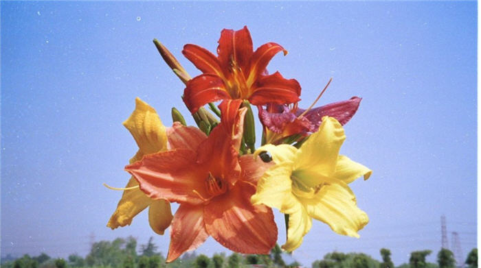 Hemerocallis hybrids