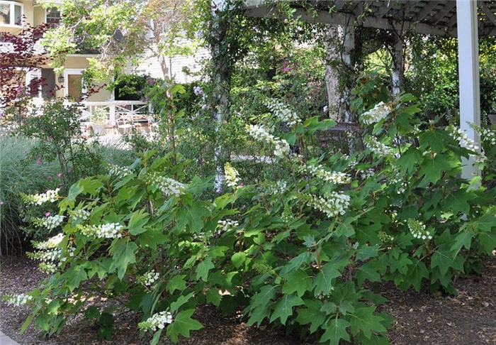 Hydrangea quercifolia