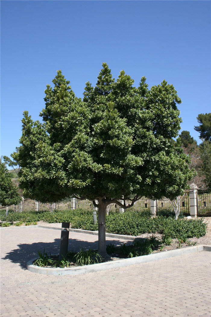 Japanese Blueberry Tree