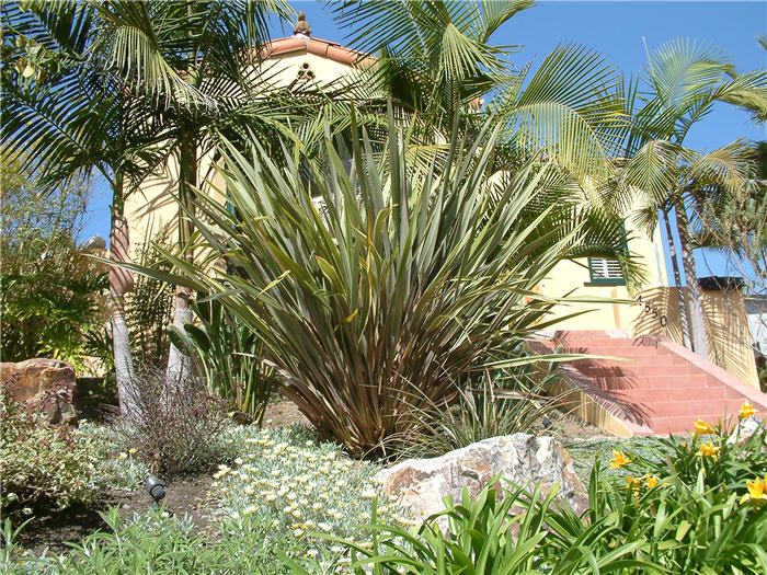 Phormium cultivars