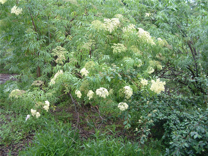 Blue Elderberry