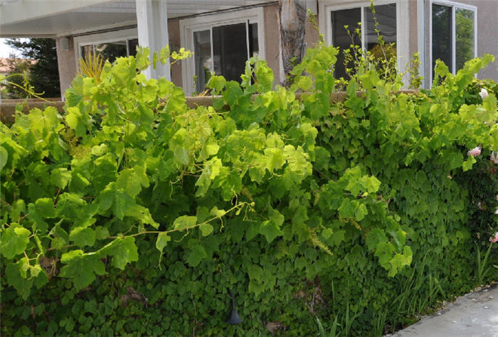 Vitis vinifera