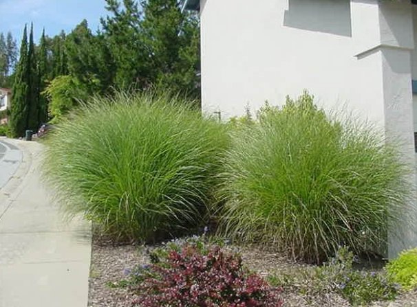 Miscanthus sinensis