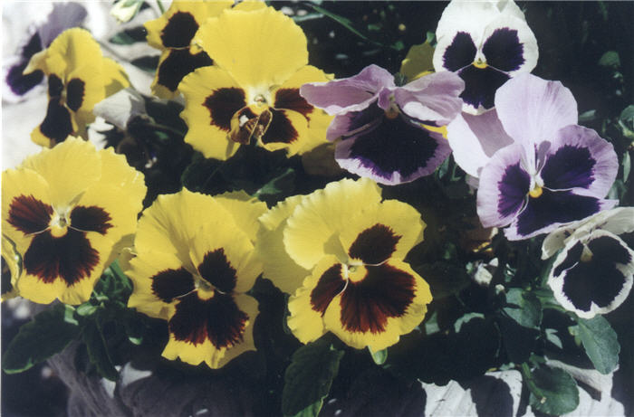 Viola X wittrockiana