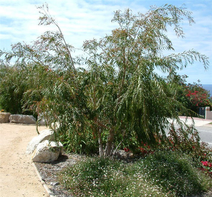 Agonis flexuosa