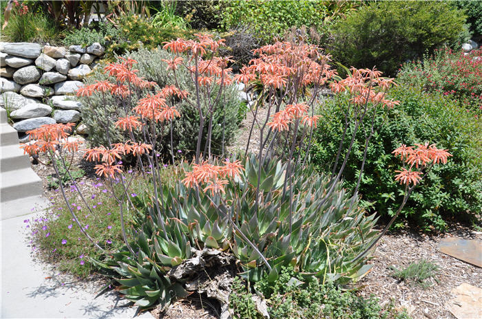 Plant photo of: Aloe maculata