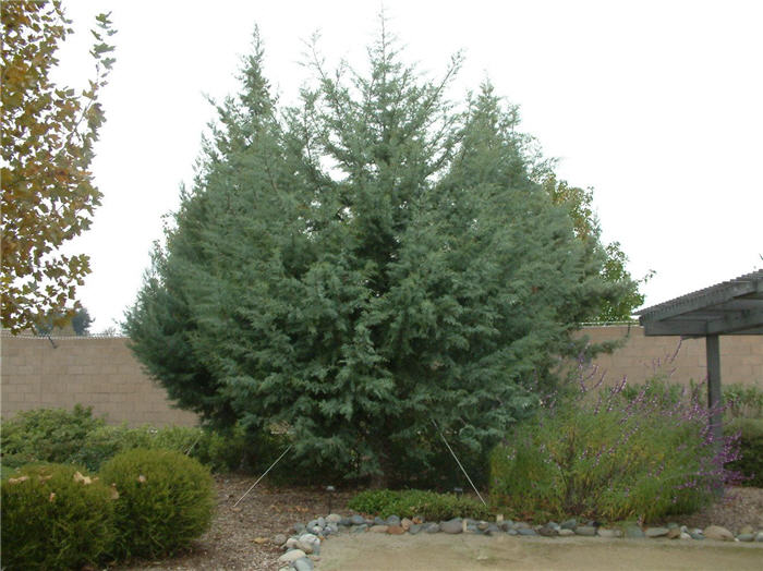 Plant photo of: Cupressus arizonica