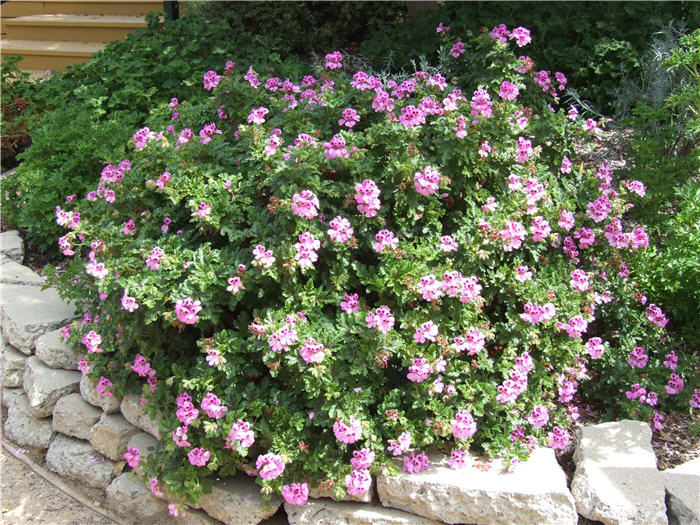 Pelargonium 'Scented'