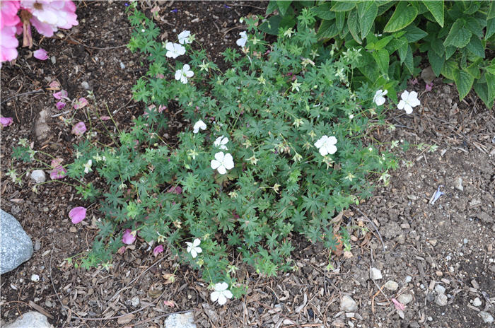 Geranium 'Creeping White'