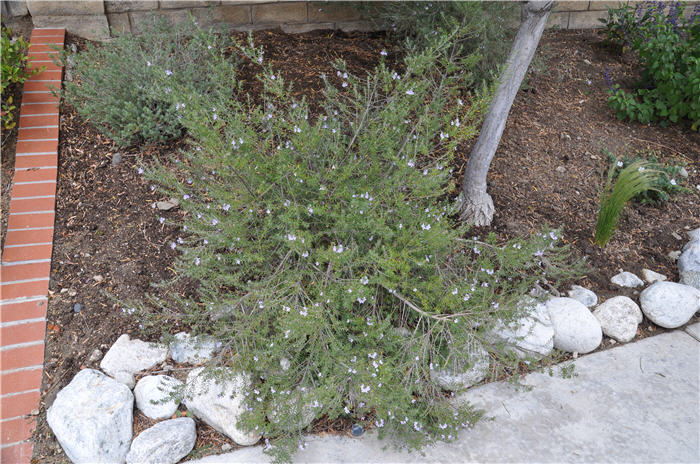 Leucophyllum frutescens 'White Cloud'