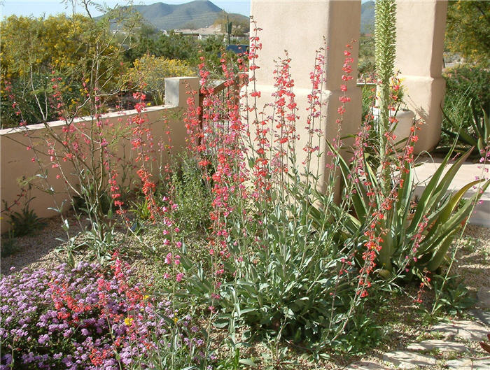 Penstemon eatonii