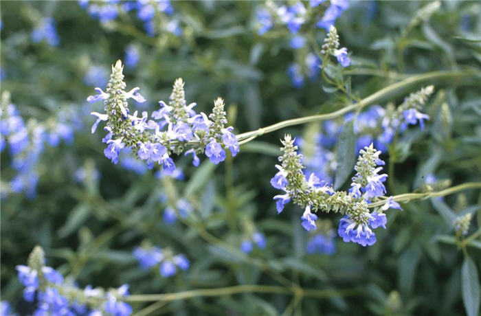 Plant photo of: Salvia uliginosa