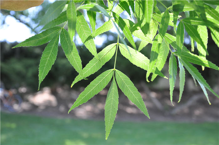 Fraxinus uhdei
