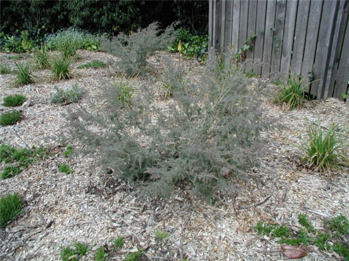 Melaleuca incana