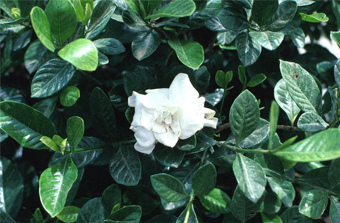 Gardenia augusta 'Veitchii'