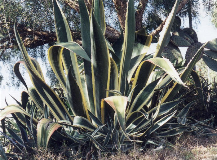 Agave americana 'Variegata'