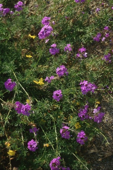 Moss Verbena