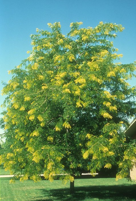 Plant photo of: Gleditsia tricanthos inermis 'Sunburst'