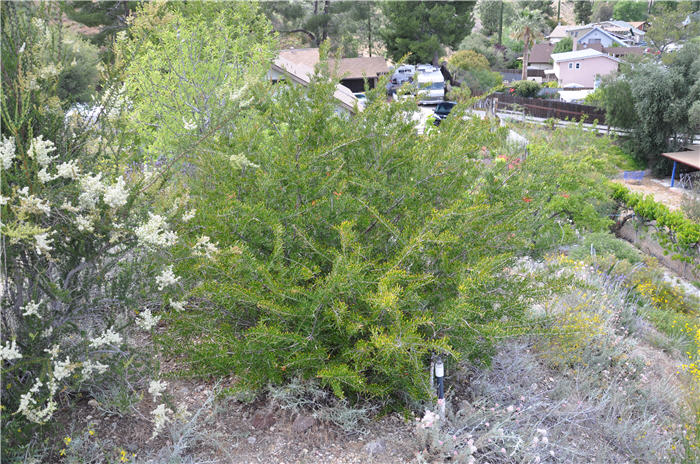 Plant photo of: Grevillea 'Noellii'