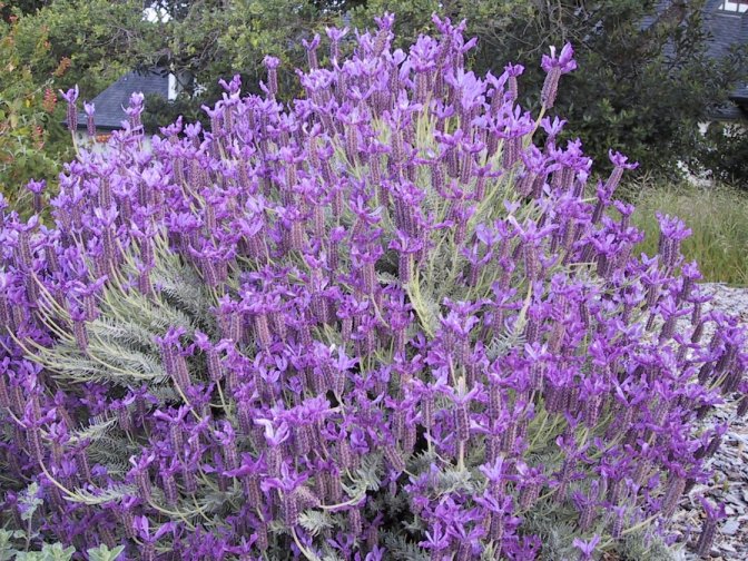 Lavandula stoechas