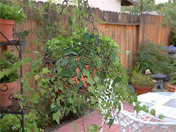 Hedera helix