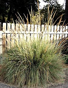 Muhlenbergia lindheimer