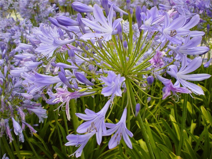 Plant photo of: Agapanthus praecox ssp. orientalis