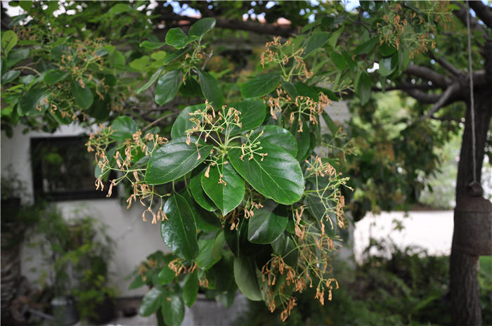 Plant photo of: Chionanthus retusus