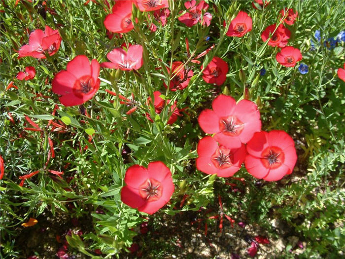 Linum grandiflorum 'Rubrum'