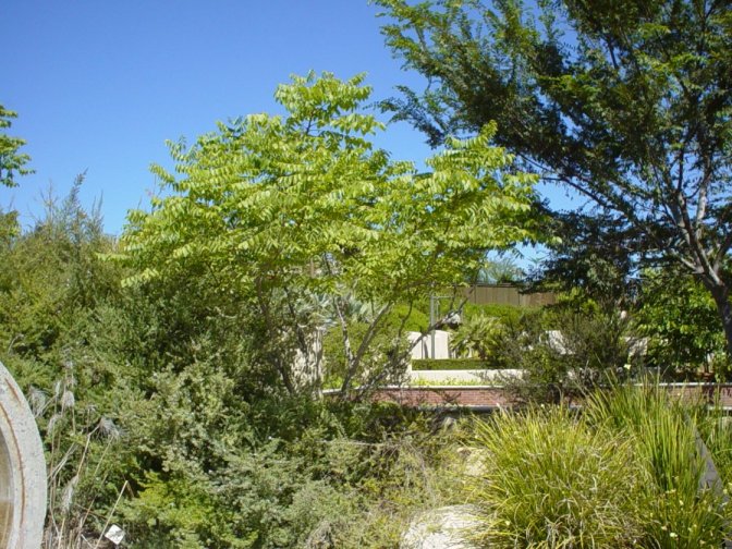 Chinese Flame Tree