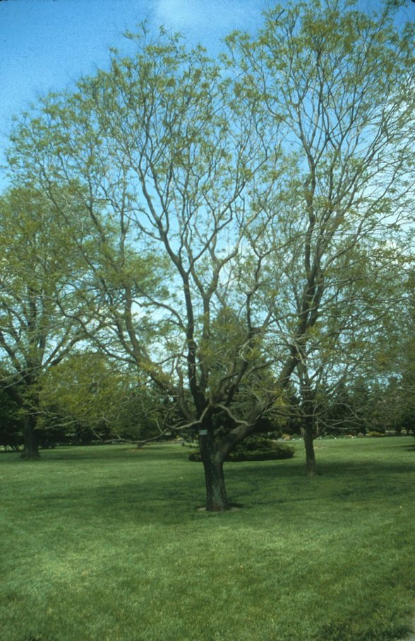 Golden Rain Tree, Varnish Tree