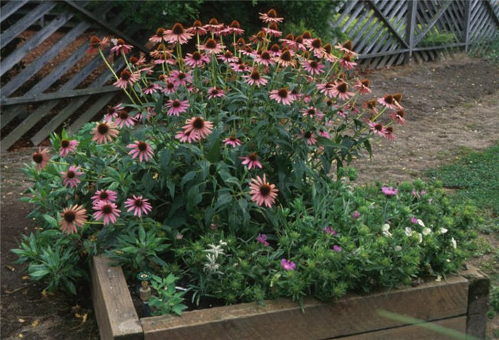 Purple Coneflower