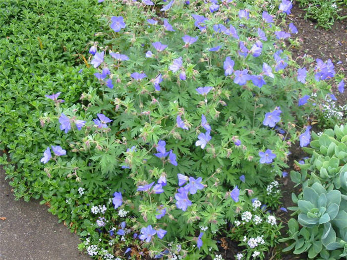 Geranium 'Johnson's Blue'