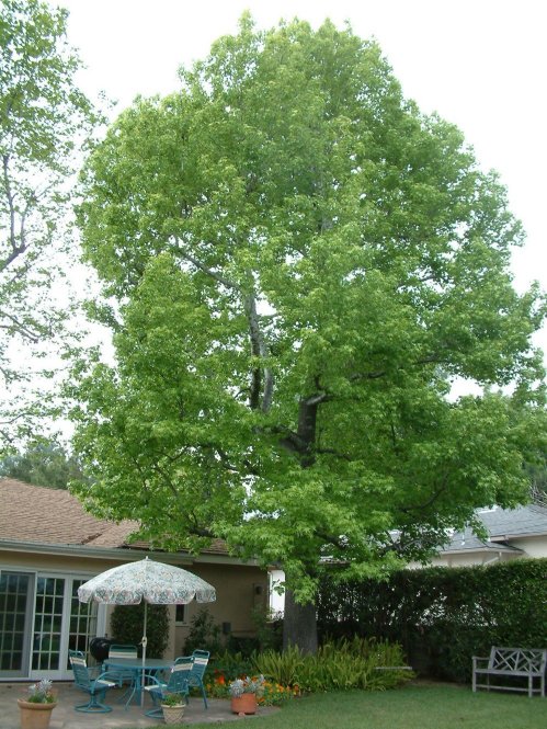 Liquidambar styraciflua