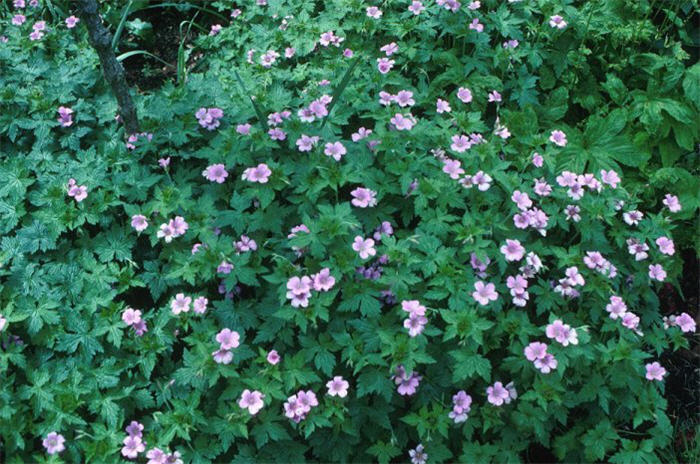 Plant photo of: Geranium endressii