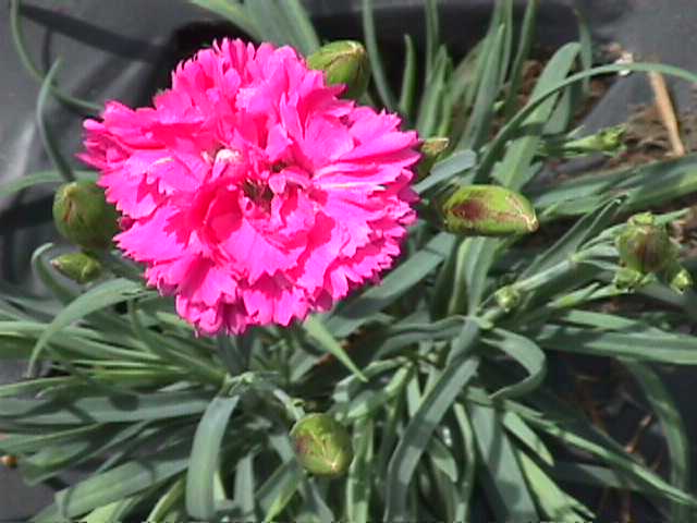 Plant photo of: Dianthus caryophyllus