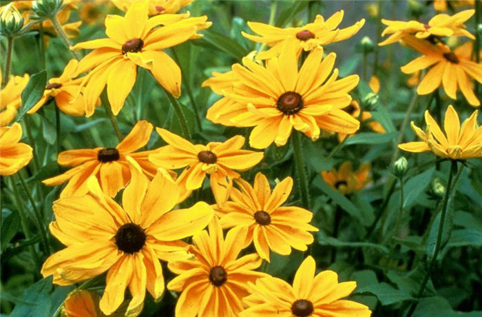 Rudbeckia hirta