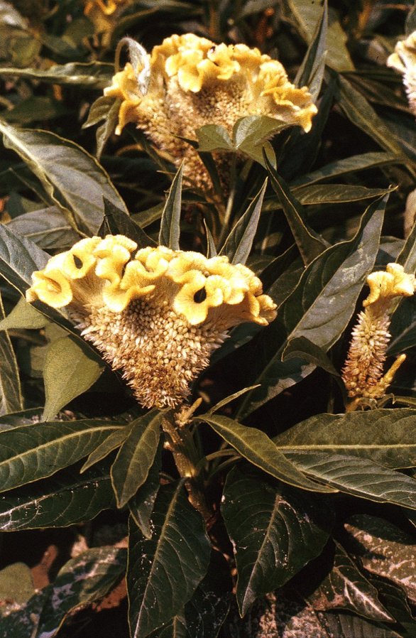 Celosia argentea cristata