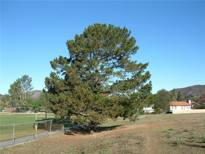 Plant photo of: Pinus radiata