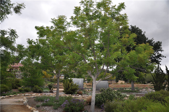 Pistacia chinensis