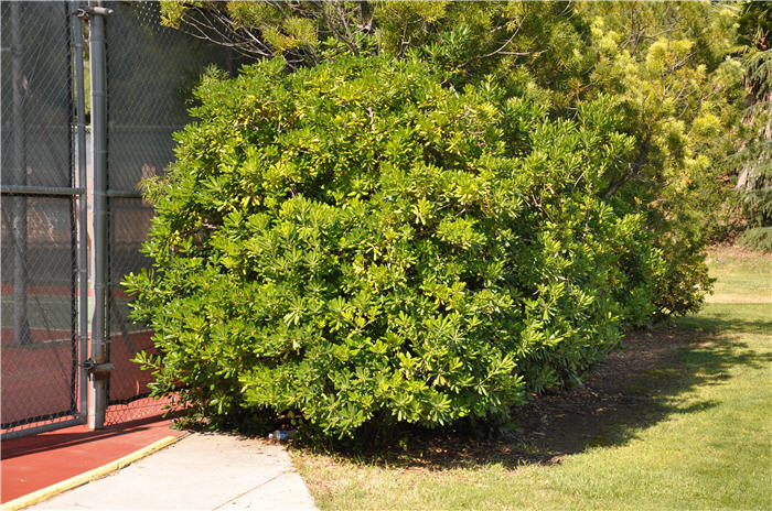 Pittosporum tenuifolium