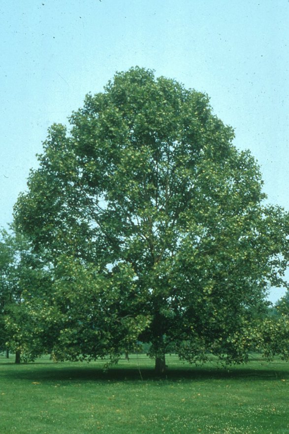 Platanus occidentalis