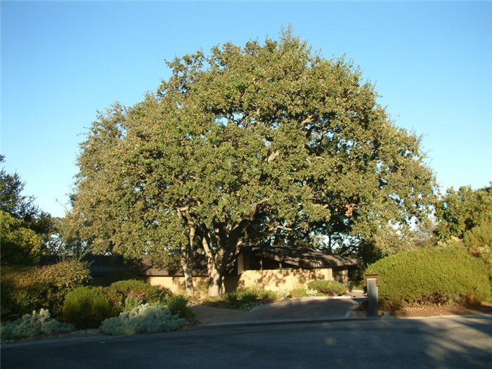 Coast  Live Oak