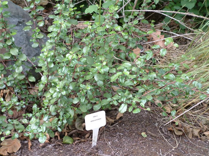 Evergreen Currant, Catalina Perfume