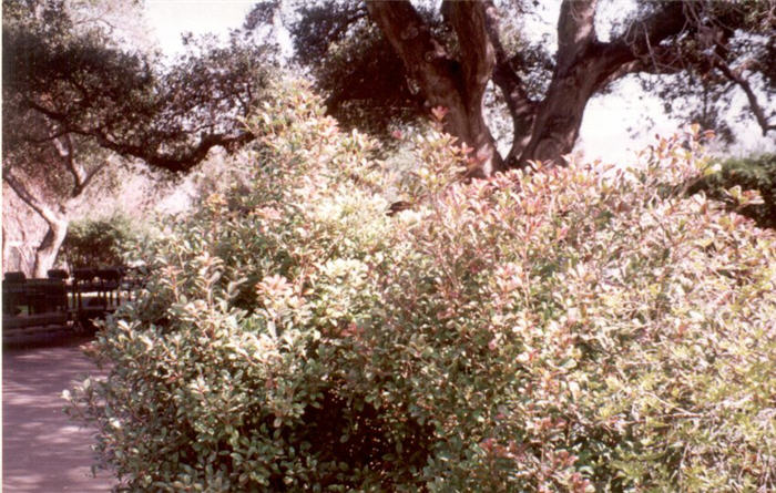 Ternstroemia gymnanthera