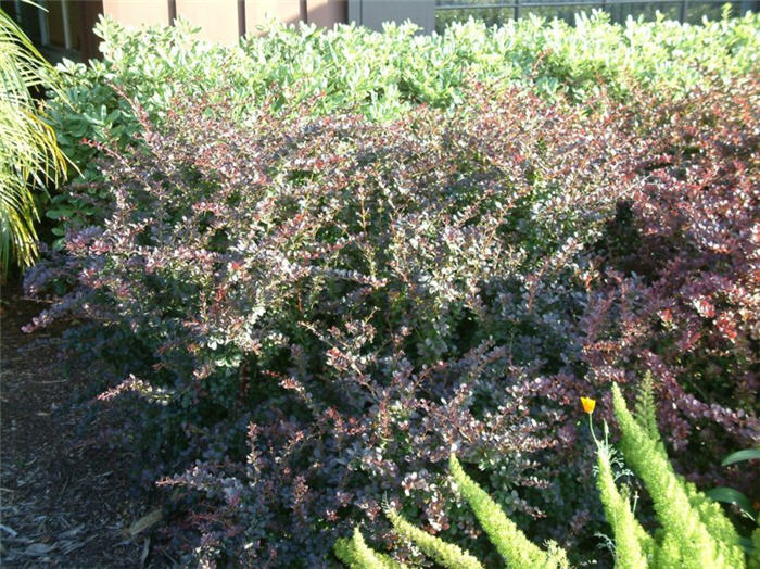 Dwarf Japanese Barberry