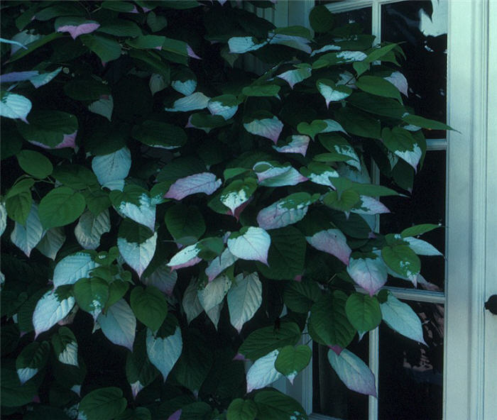 Bower or Hardy Actinidia