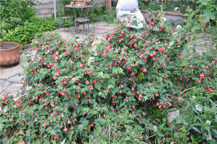 Plant photo of: Abutilon hybrids